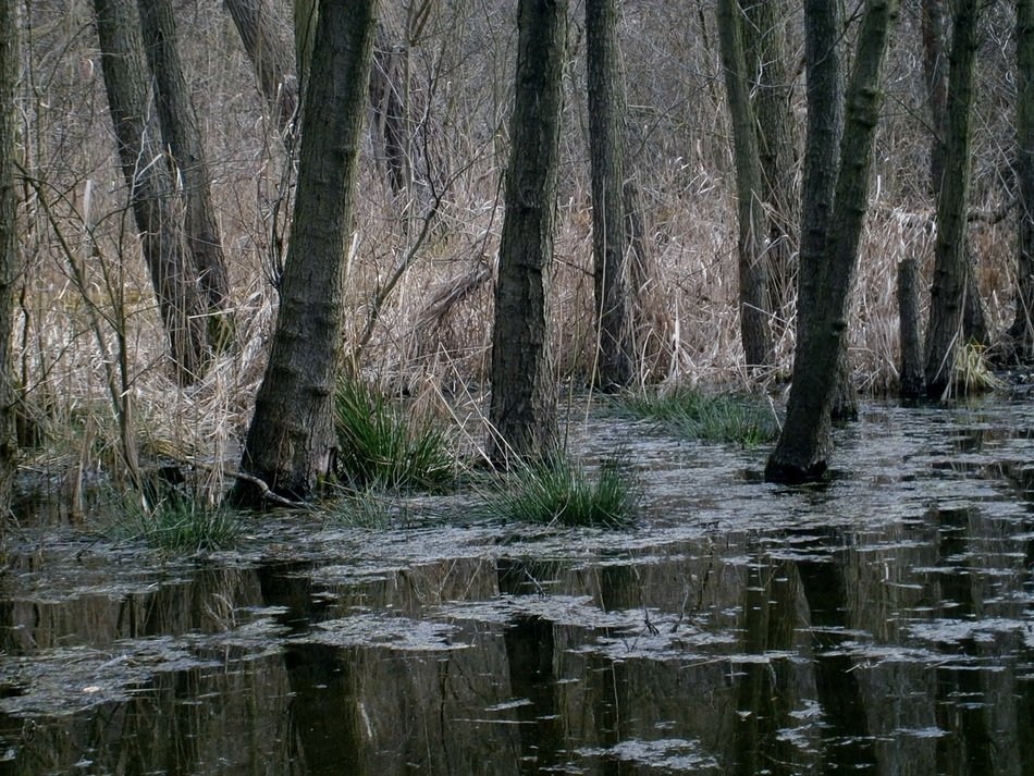 large trees in the water among the swamps