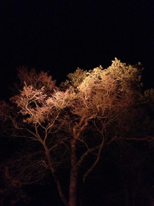 Landscape with the light on the trees
