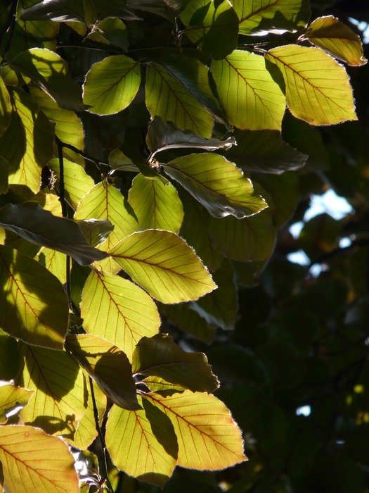 green beech leaves in the glare of light