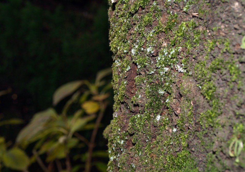 tree trunk in moss near the colorful leaves