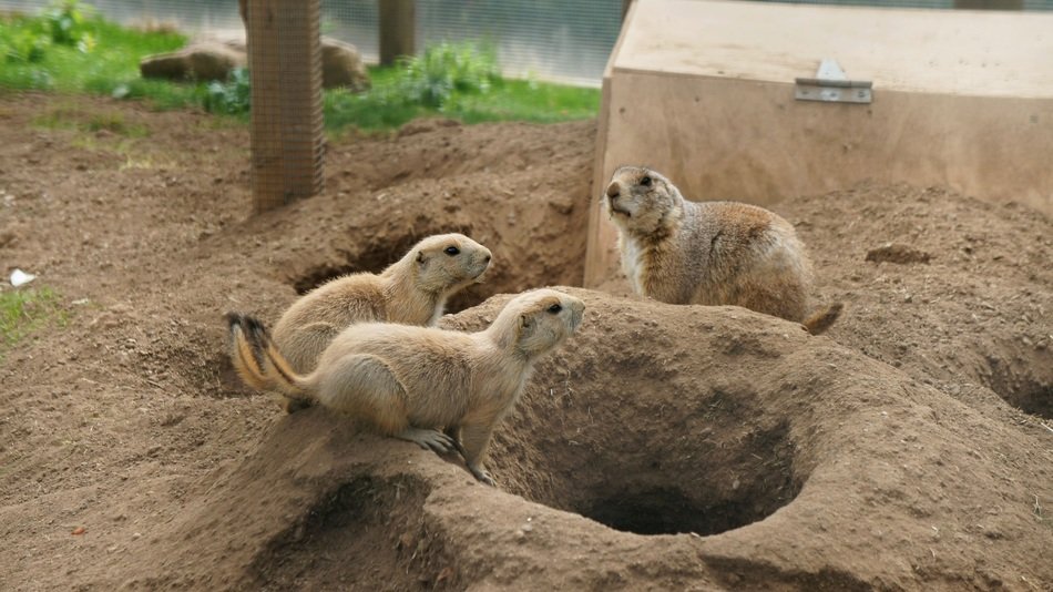 prairie dog family nature cute