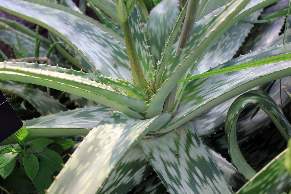 aloe sabaea succulent