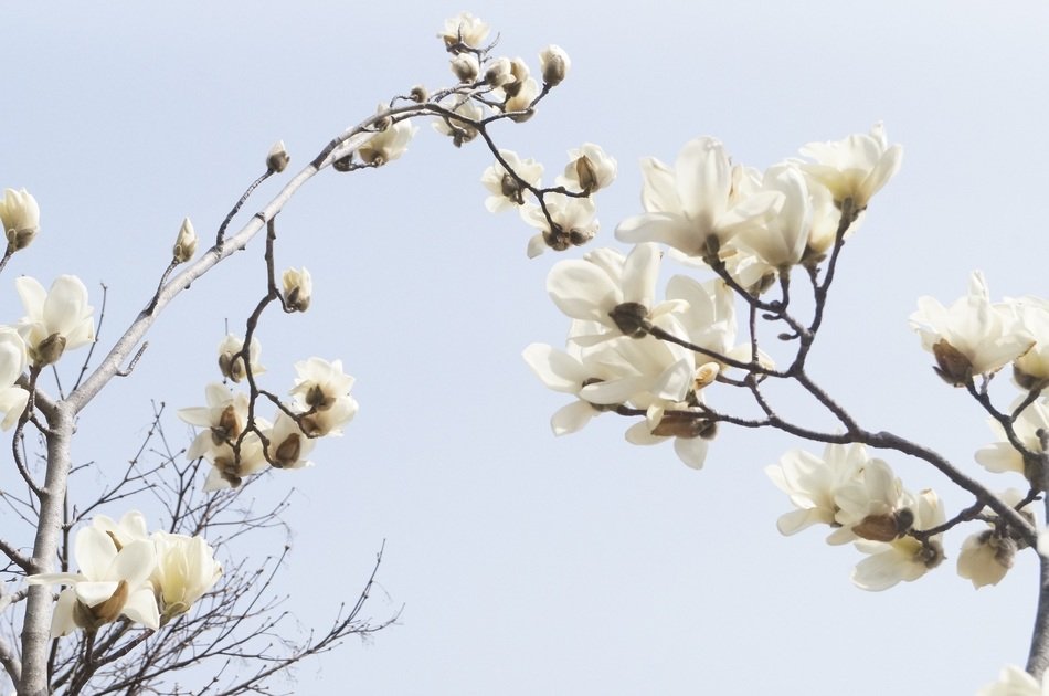 mangolia bloom against the sky