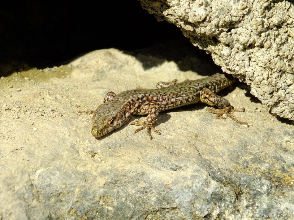 lizard between rocks
