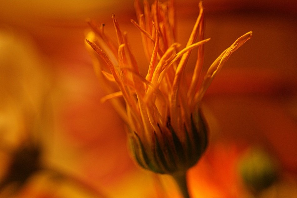 orange withered daisy