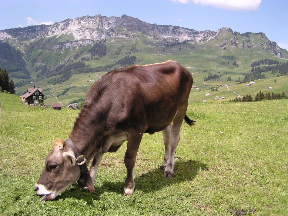 cow in pasture in switzerland
