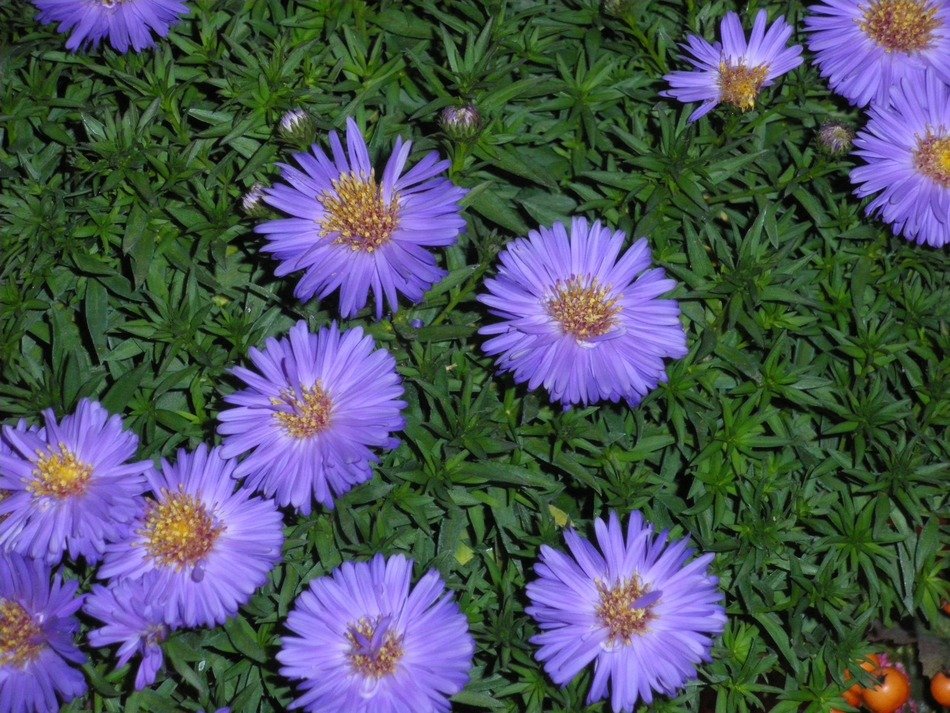 irresistible aster in autumn