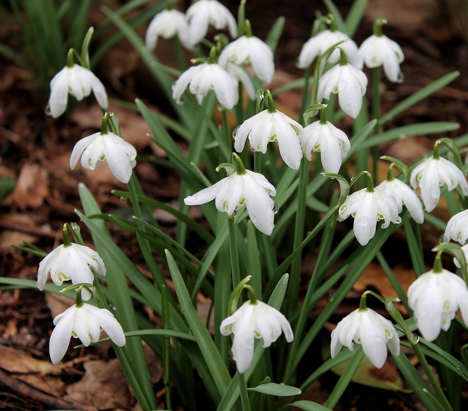 very beautiful snowdrops