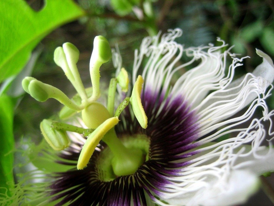 passion flower blossom bloom nature