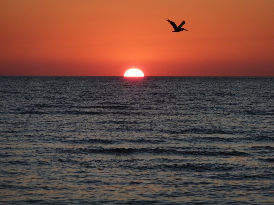 bird on a background of orange sunset over the ocean