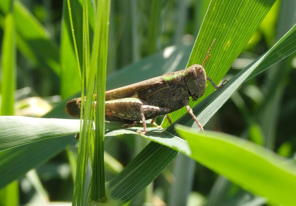 cricket on a grass