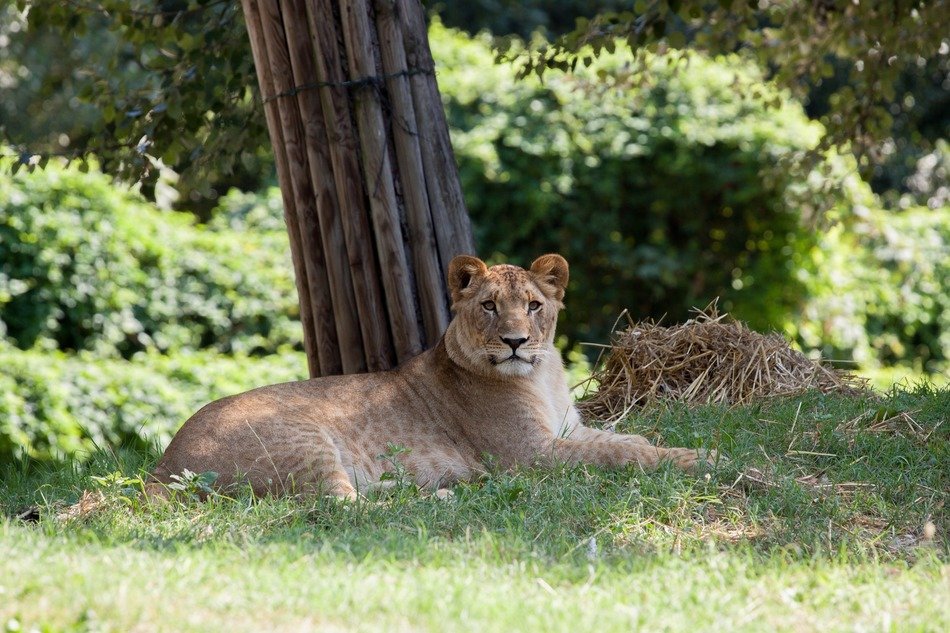 lioness in national nature park
