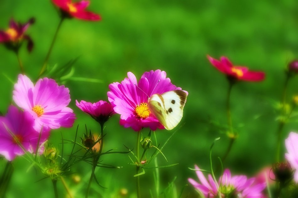papilio butterfly on the field flowers