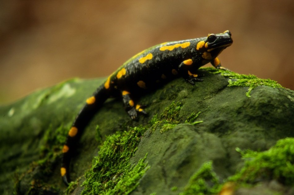 little reptile salamander in the wildlife