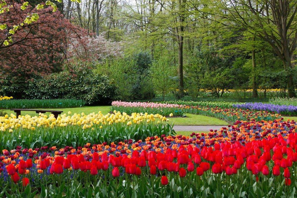 alleys of bright multicolored tulips in a park in holland