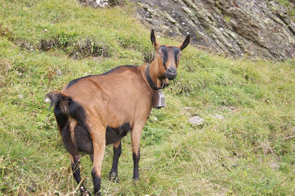 goat with bell on neck on pasture at mountain