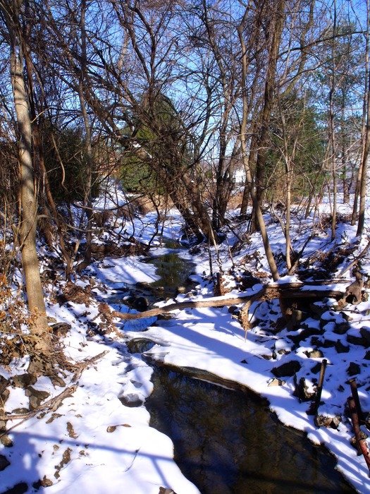 stream among trees in the snow