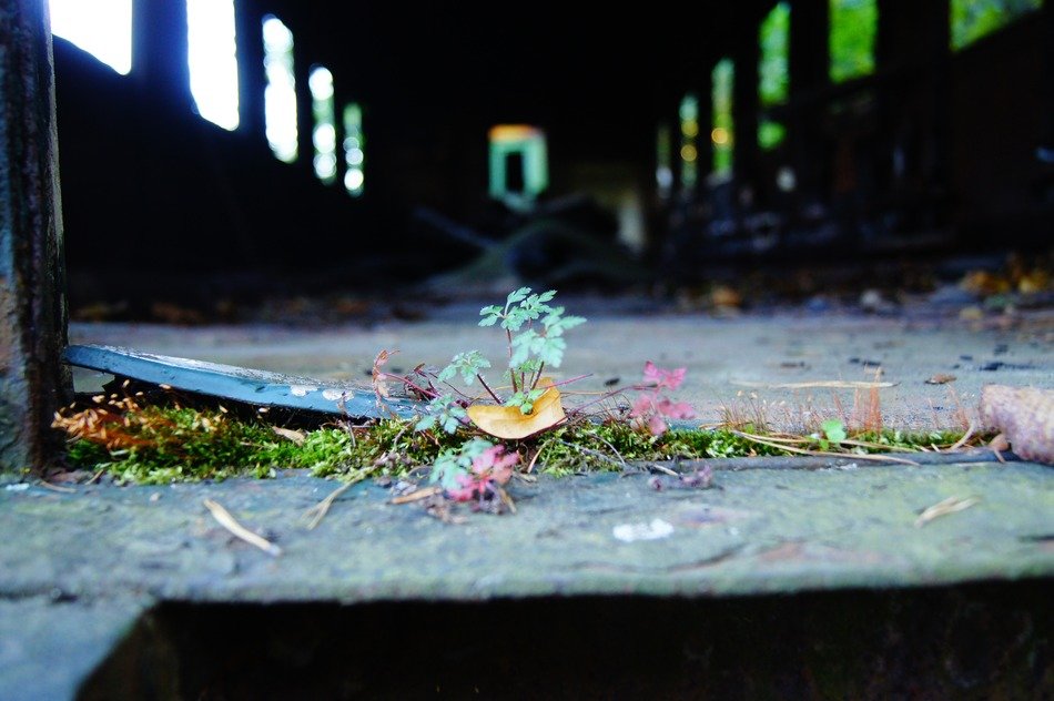 Plant in the wagon