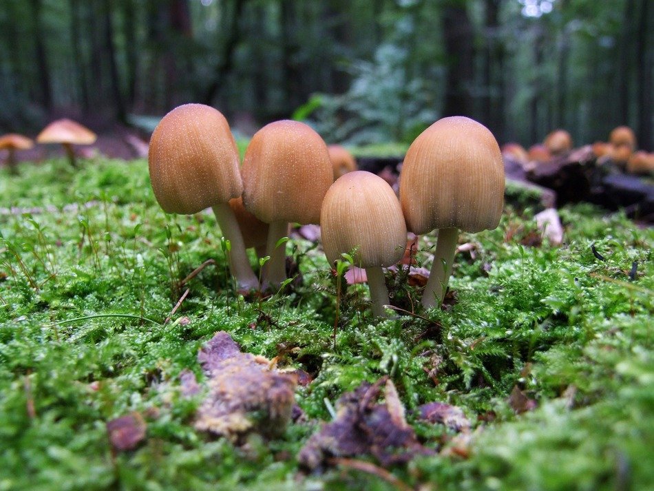 impressive mushroom forest