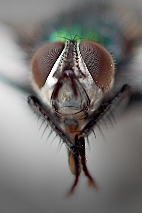 head fly with paws