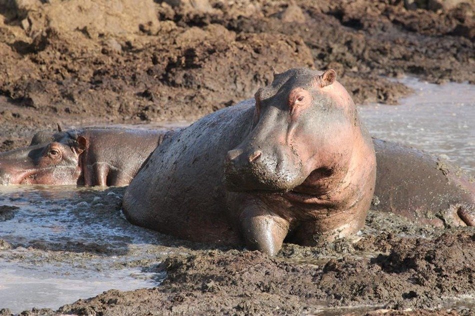 Picture of African hippopotamus
