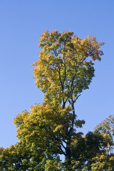 tall tree in October