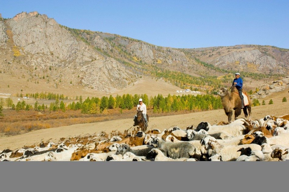 flock of sheep ashore in mongolia