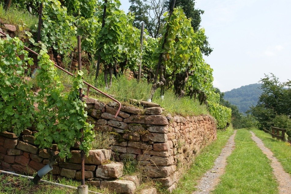 dirt road along the wine terraces