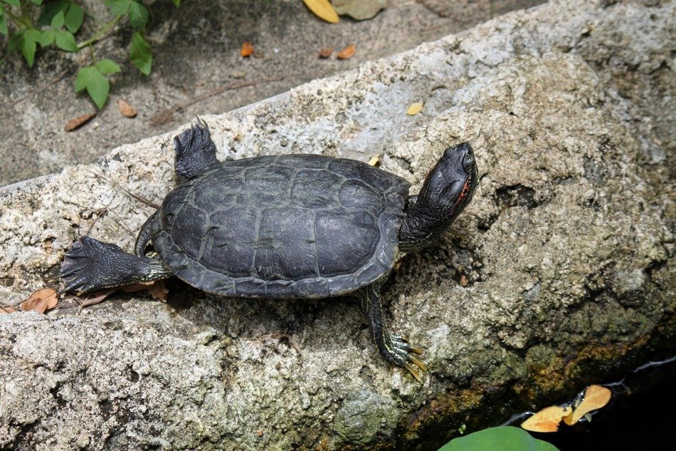 black small turtle near the water
