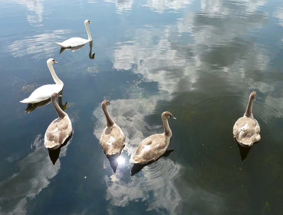 swan flock on city lake