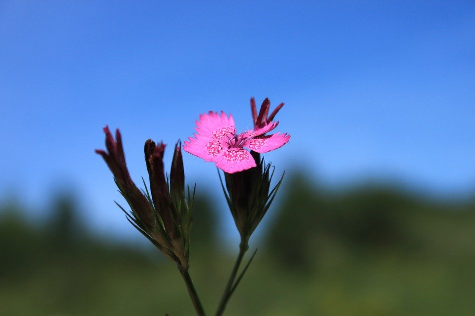 Micro picture of caryophyllaceae flower