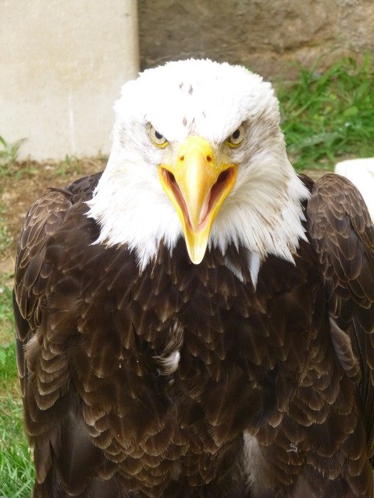 bald eagle near the building