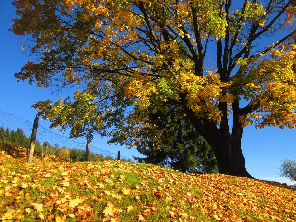 autumn day