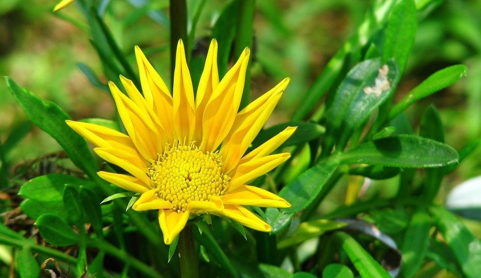 a yellow flower in the nature