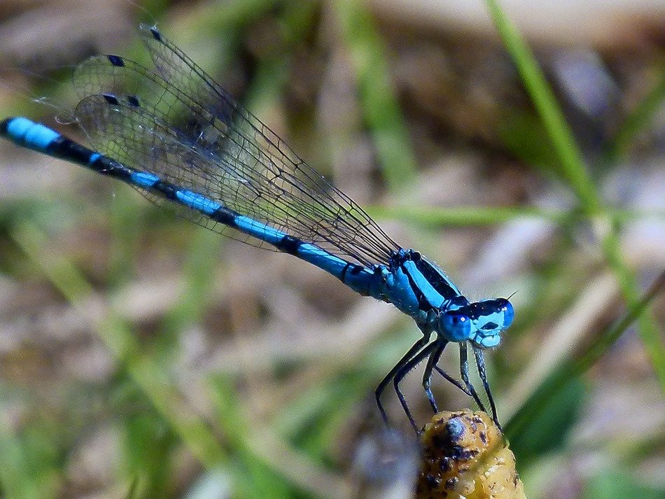 astounding blu dragonfly insect