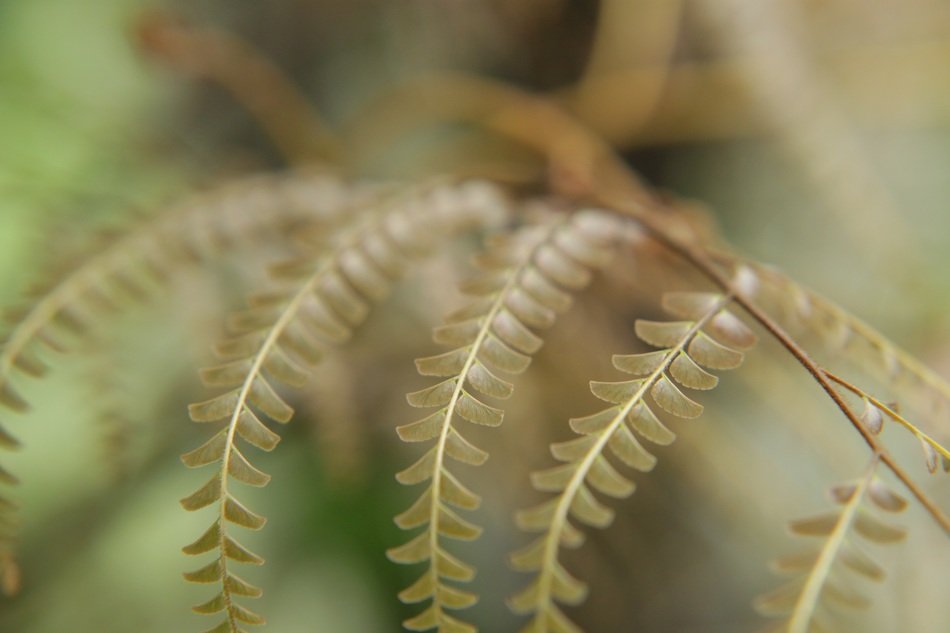 tiny fern leaves