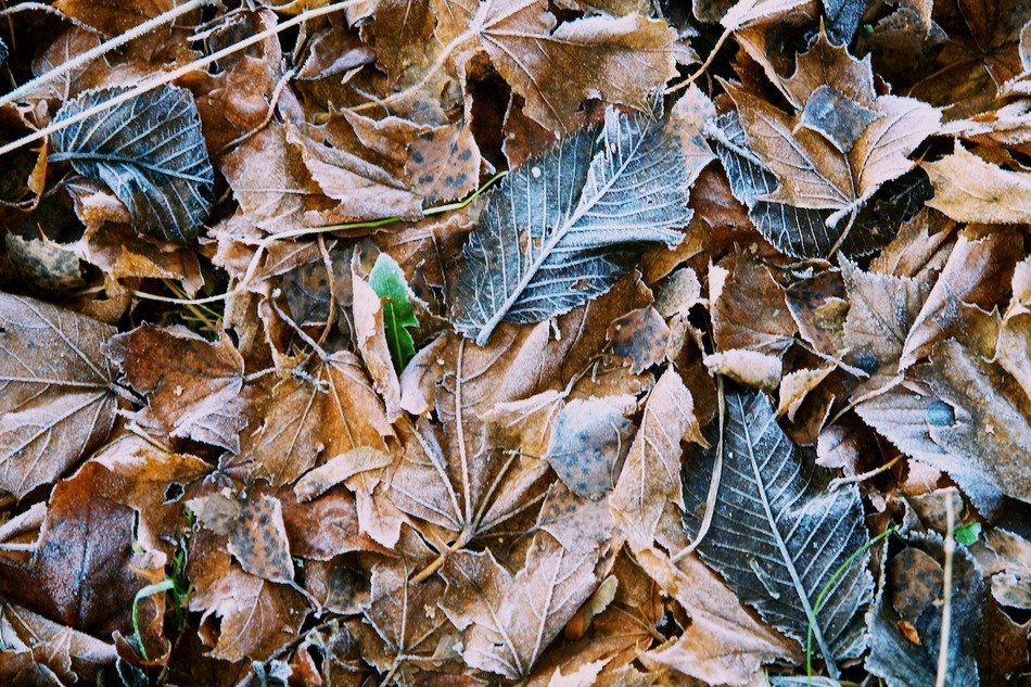 dry fallen leaves on the ground