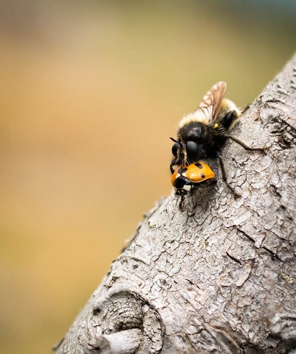 fly in nature
