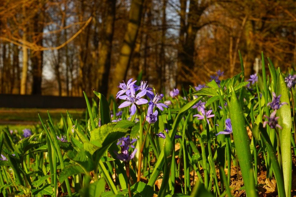 Lucile's glory-of-the-snow in spring