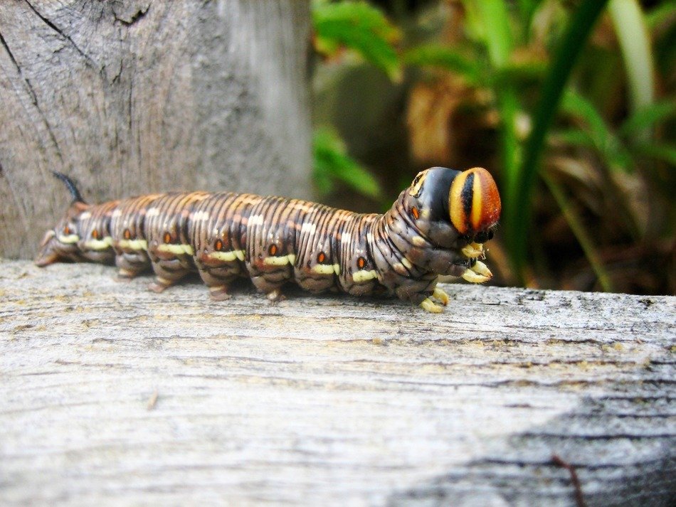 Caterpillar on the wood