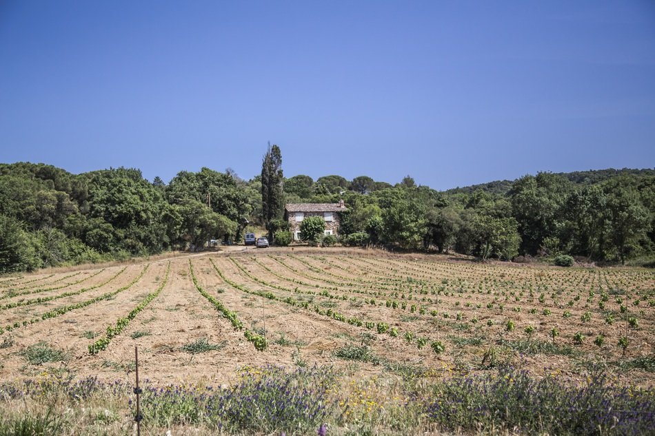 farmfield in south of France