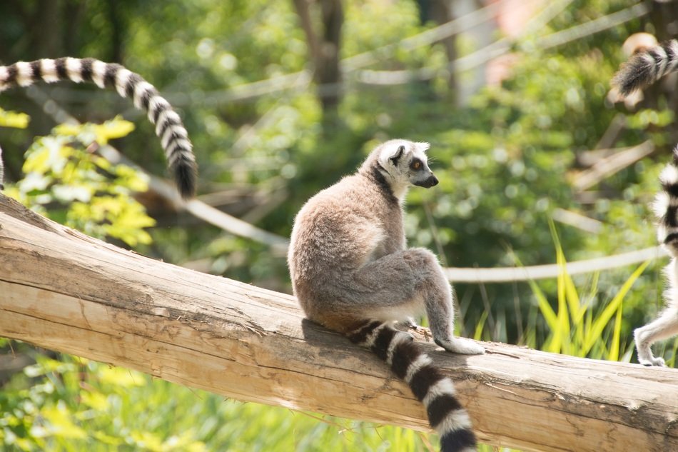 Family of lemurs in the zoo