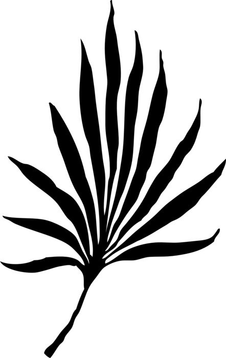 palm leaf palmate flora plant
