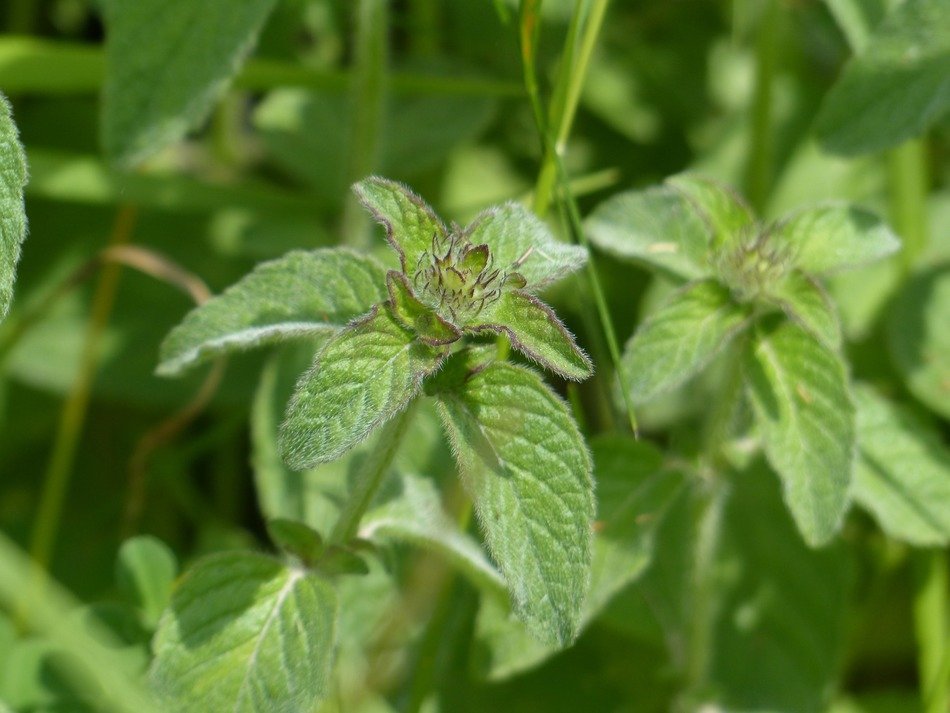 mint on a blurred background