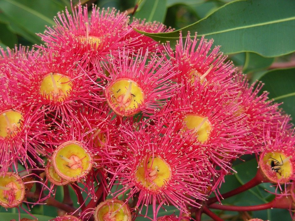 red and yellow gum flowers macro