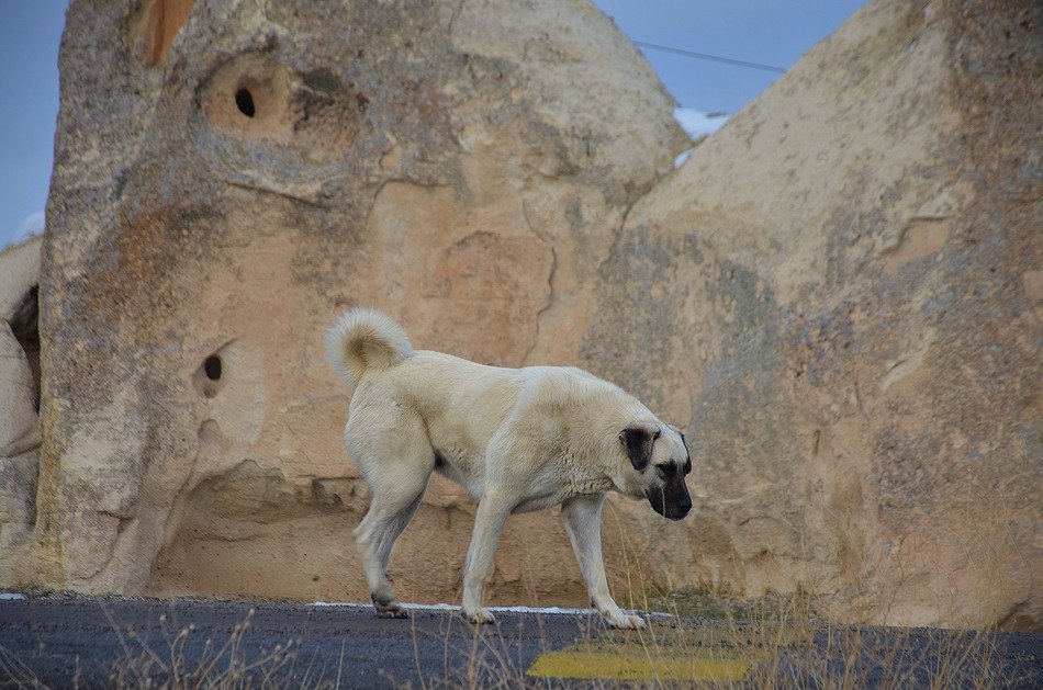 kangal walks along the cliffs