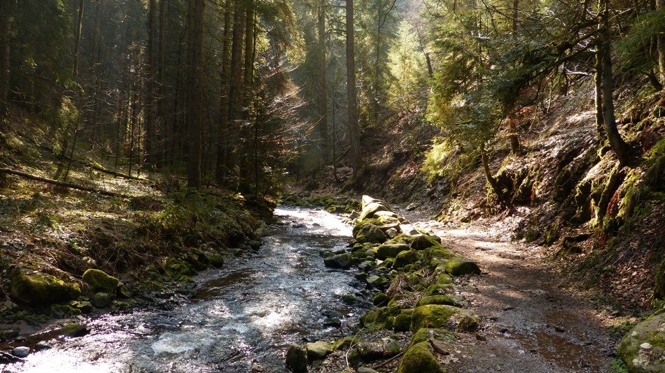 Stream in the black forest