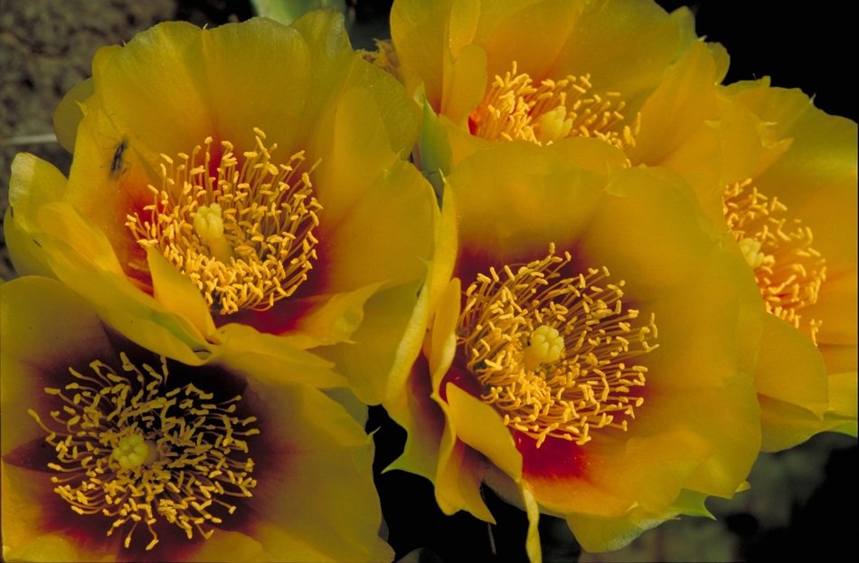 Bloom of the yellow flowers