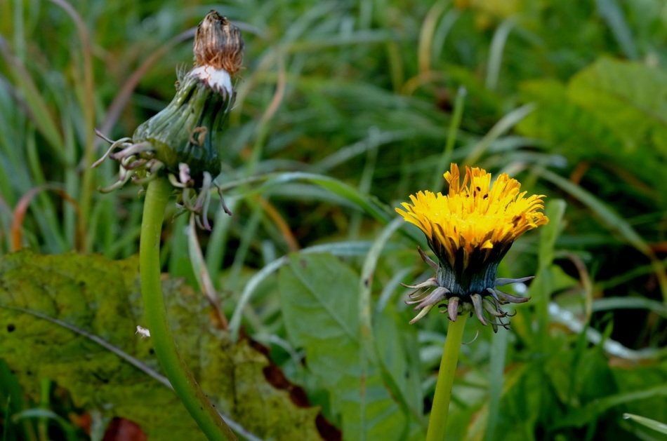 dandelion composites ordinary