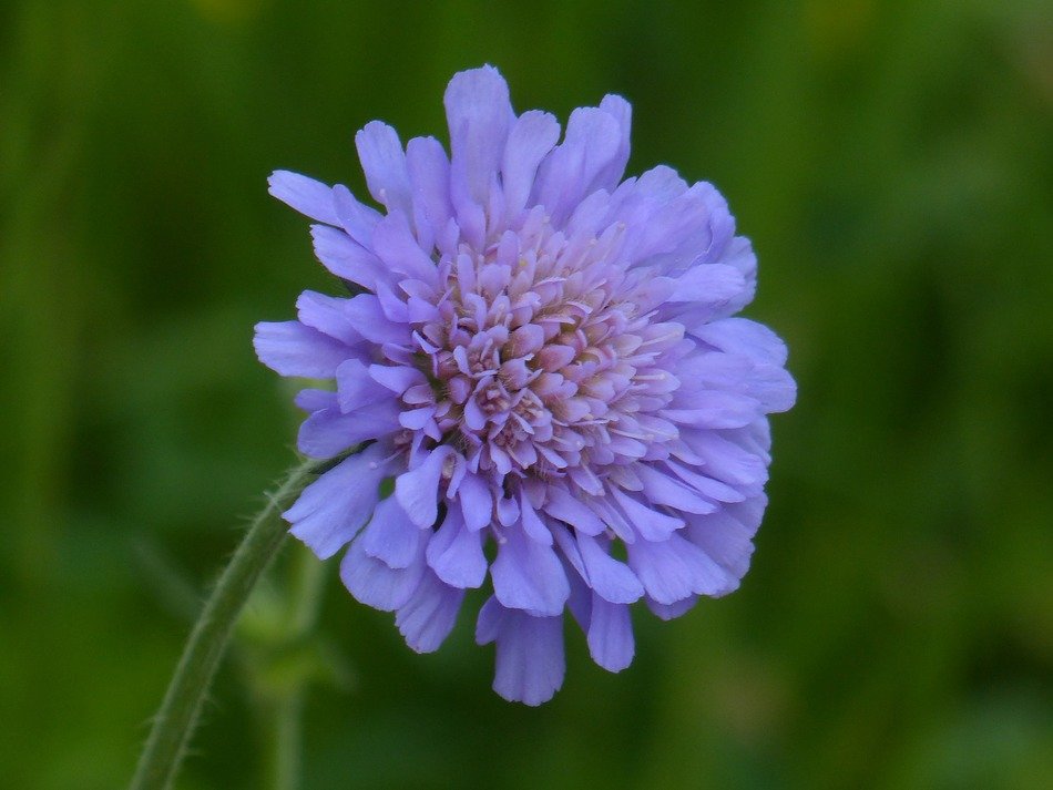 field scabiosa pincushion flower